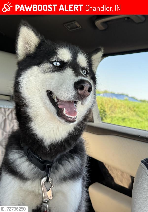 Lost Female Dog last seen Jenner road , Chandler, IN 47610