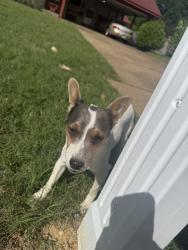 Found/Stray Male Dog last seen Grahamwood Cv, Southaven, MS 38671