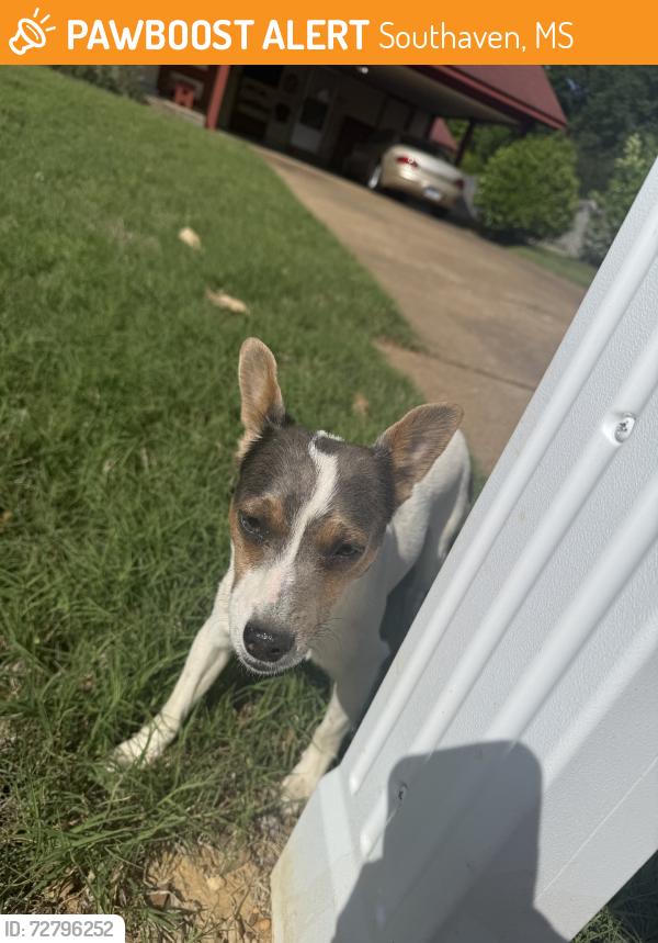 Found/Stray Male Dog last seen Grahamwood Cv, Southaven, MS 38671