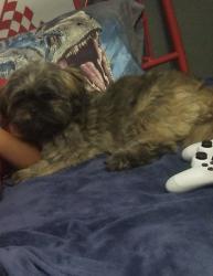 Lost Male Dog last seen Iglesia el Buen Pastor, Seguin, TX 78155