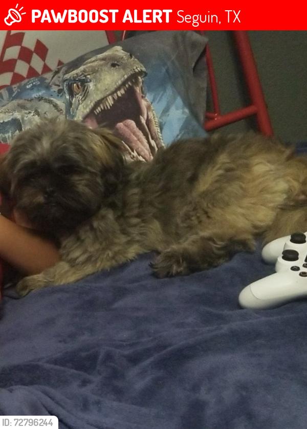 Lost Male Dog last seen Iglesia el Buen Pastor, Seguin, TX 78155