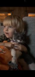 Lost Female Cat last seen Gandy rd, Montgomery County, TX 77303