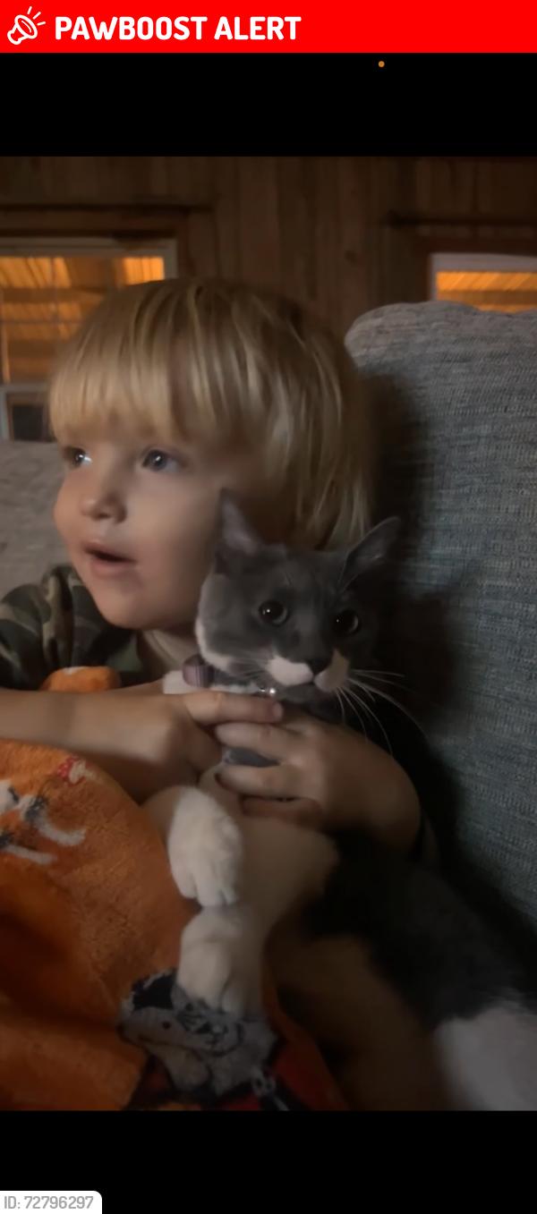 Lost Female Cat last seen Gandy rd, Montgomery County, TX 77303