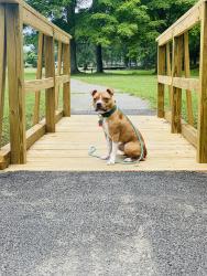 Reunited Female Dog last seen Hanes Ave , Winston-Salem, NC 27105