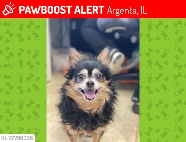 Lost Male Dog last seen Library is next to apmt building where he escaped from., Argenta, IL 62501