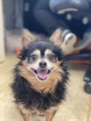 Lost Male Dog last seen Library is next to apmt building where he escaped from., Argenta, IL 62501