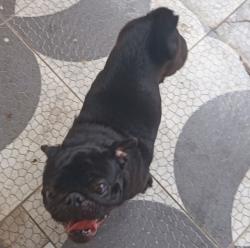 Lost Male Dog last seen Afonso Francisco Gomes 142, Cajuru, PR 82930-425