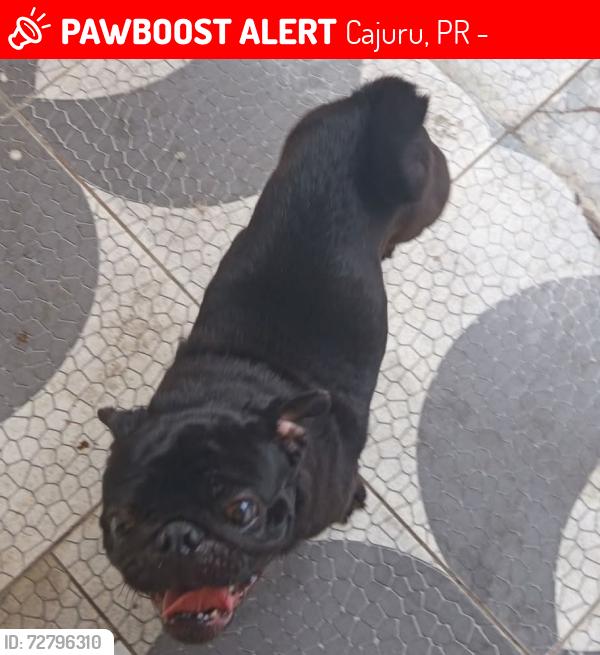 Lost Male Dog last seen Afonso Francisco Gomes 142, Cajuru, PR 82930-425