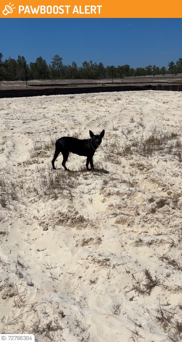 Found/Stray Female Dog last seen Heron Creek Cir Weeki Wachee, FL  34613 United States, North Weeki Wachee, FL 34613
