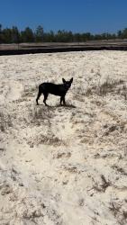 Found/Stray Female Dog last seen Heron Creek Cir Weeki Wachee, FL  34613 United States, North Weeki Wachee, FL 34613