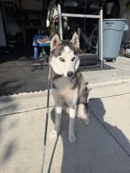 Found/Stray Female Dog last seen Aerospace way, Jacksonville, FL 32221