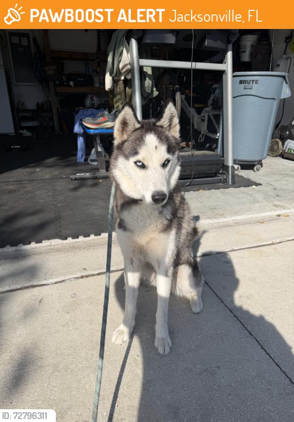 Found/Stray Female Dog last seen Aerospace way, Jacksonville, FL 32221