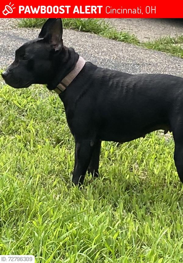 Lost Female Dog last seen Unknown , Cincinnati, OH 45231