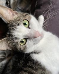Lost Female Cat last seen Spring Rose Drive, San Antonio, TX 78249