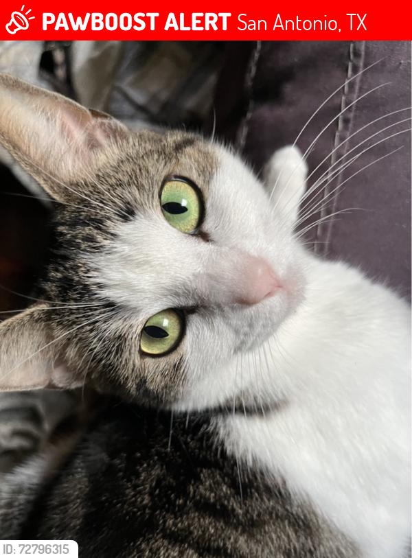 Lost Female Cat last seen Spring Rose Drive, San Antonio, TX 78249