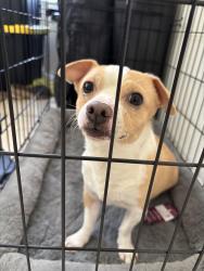 Found/Stray Male Dog last seen Green river road & queen valley road , Victorville, CA 92394