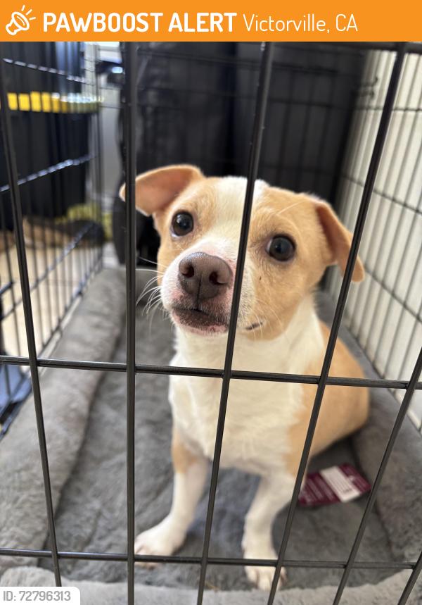 Found/Stray Male Dog last seen Green river road & queen valley road , Victorville, CA 92394