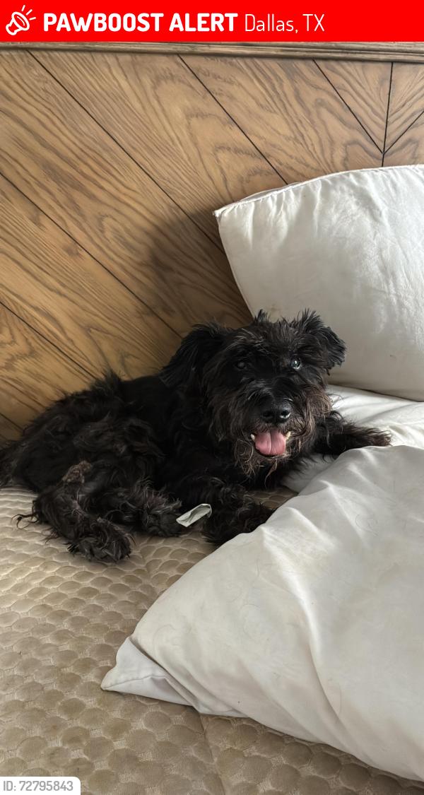 Lost Male Dog last seen Near Preston oaks rd, Dallas, TX 75254