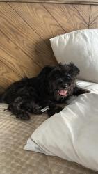Lost Male Dog last seen Near Preston oaks rd, Dallas, TX 75254
