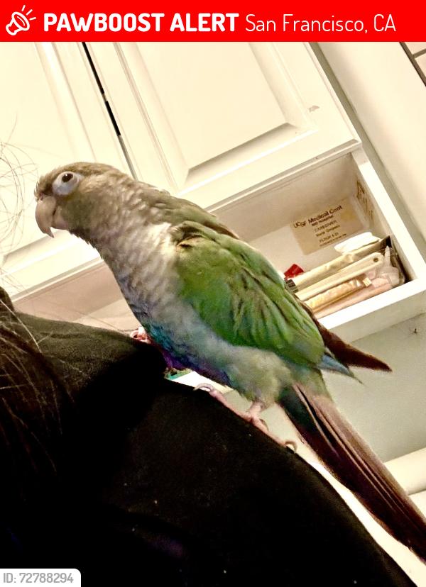Lost Male Bird last seen Congdon St and Trumbull St   - excelsior district / bernal heights / mission terrace, San Francisco, CA 94112