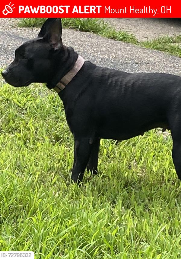 Lost Female Dog last seen Mount healthy , Mount Healthy, OH 45231