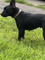 Lost Female Dog last seen Mount healthy , Mount Healthy, OH 45231