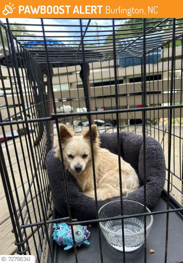 Found/Stray Female Dog last seen Webb, Burlington, NC 27217