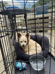 Found/Stray Female Dog last seen Webb, Burlington, NC 27217