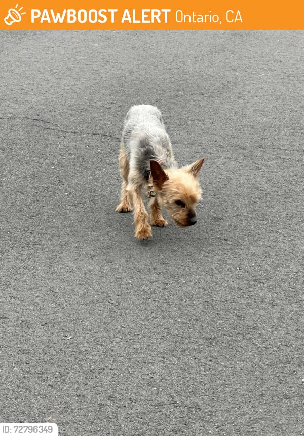 Found/Stray Female Dog last seen Phillips & Mountain off Dahlia ONTARIO CA, Ontario, CA 91762