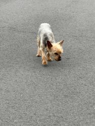 Found/Stray Female Dog last seen Phillips & Mountain off Dahlia ONTARIO CA, Ontario, CA 91762