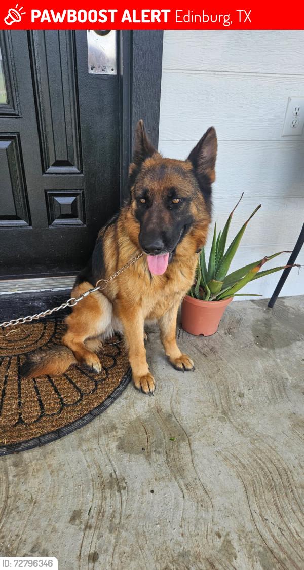 Lost Female Dog last seen Canton rd, Edinburg, TX 78542