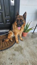 Lost Female Dog last seen Canton rd, Edinburg, TX 78542