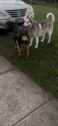 Found/Stray Female Dog last seen N Hill St and Crescent Ave, South Bend, IN 46617