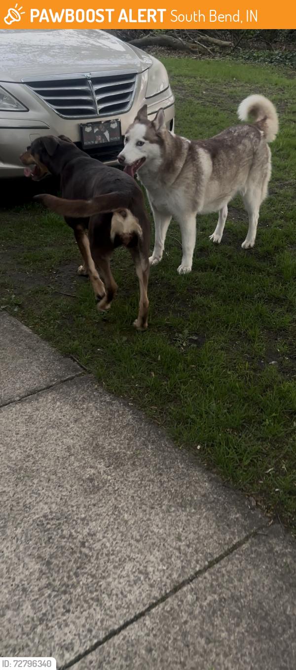 Found/Stray Female Dog last seen N Hill St and Crescent Ave, South Bend, IN 46617