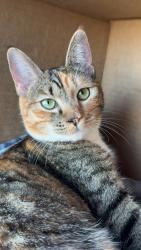 Lost Female Cat last seen Smith and burns , Spokane, WA 99224