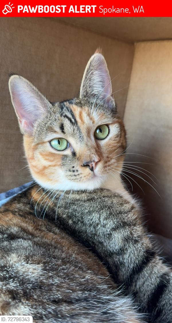 Lost Female Cat last seen Smith and burns, Spokane, WA 99224