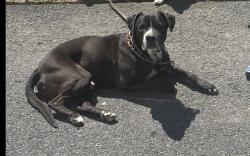 Lost Male Dog last seen W Northampton st , Wilkes-Barre, PA 18701