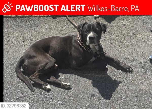 Lost Male Dog last seen W Northampton st , Wilkes-Barre, PA 18701