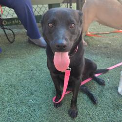 Shelter Stray Female Dog last seen , Memphis, TN 38133