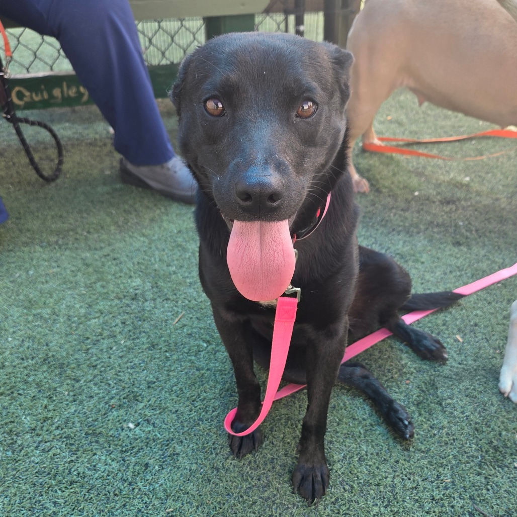 Shelter Stray Female Dog last seen , Memphis, TN 38133