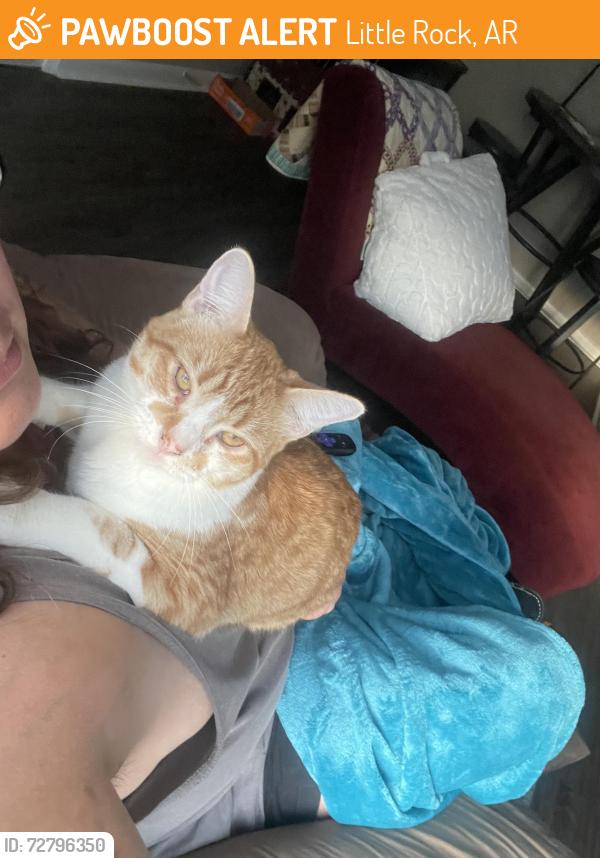 Found/Stray Female Cat last seen Terry Elementary, Bowman Curve, Little Rock, AR 72211