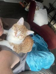Found/Stray Female Cat last seen Terry Elementary, Bowman Curve, Little Rock, AR 72211