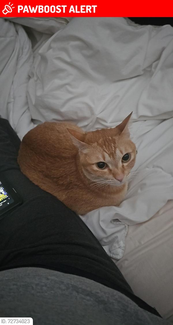 Lost Female Cat last seen Livie Lane, Fieldstone Village, Coatesville, East Fallowfield Township, PA 19320