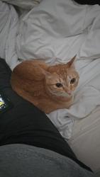Lost Female Cat last seen Livie Lane, Fieldstone Village, Coatesville, East Fallowfield Township, PA 19320