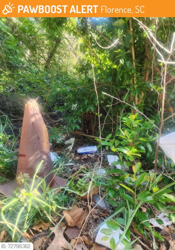 Found/Stray Male Dog last seen Near train tracks on elm street in florence sc, Florence, SC 29506
