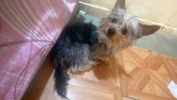 Lost Male Dog last seen Calle naranja, Ecatepec de Morelos, Méx. 55295