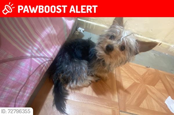 Lost Male Dog last seen Calle naranja, Ecatepec de Morelos, Méx. 55295