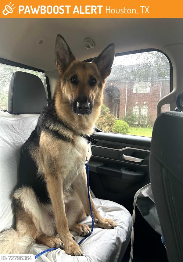 Found/Stray Female Dog last seen Abergreen and Green Castle Way, Houston, TX 77095