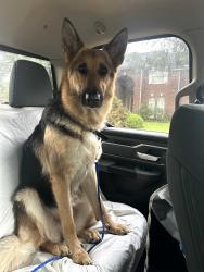 Found/Stray Female Dog last seen Abergreen and Green Castle Way, Houston, TX 77095