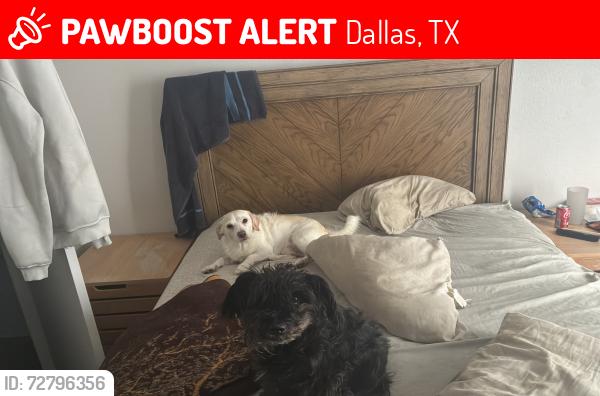 Lost Male Dog last seen Near Preston oaks rd Dallas tx, Dallas, TX 75254